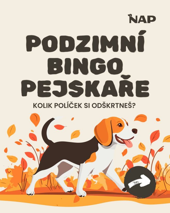 Kolik políček z binga máš splněno ty? ✔️ #psiprotein #pes #bingo #energie #podzim
