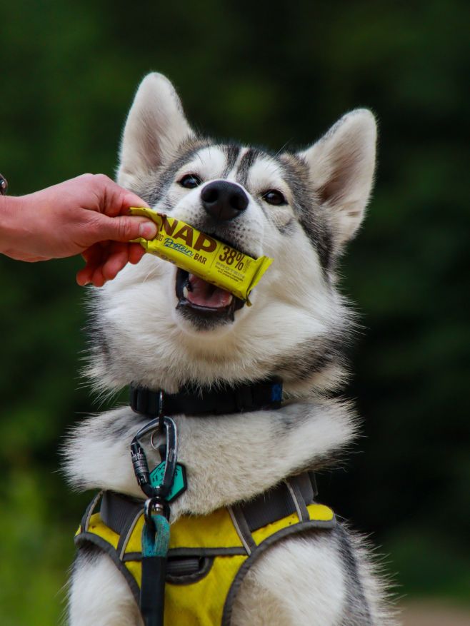 Váš čtyřnohý kamarád si může vybrat z několika příchutí proteinových tyčinek NAP! 🐶 Perfektní volba pro všechny aktivní...