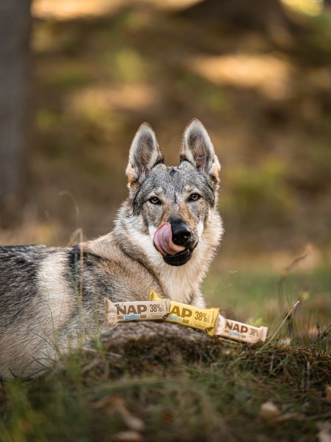 🐶 Síla a energie v jedné tyčince – NAP Dog Protein Bar! ✔️ 38 % bílkovin pro svaly a regeneraci ✔️ Bez chemie a...
