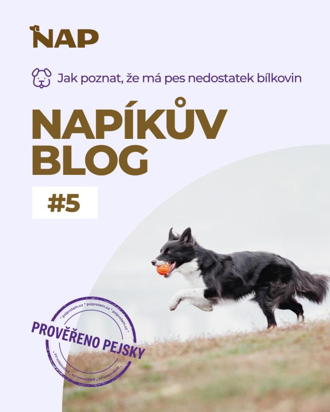 Granule všechno nevyřeší. Pokud pes sportuje, běhá nebo prostě žije aktivně, potřebuje víc bílkovin, než si většina lidí...