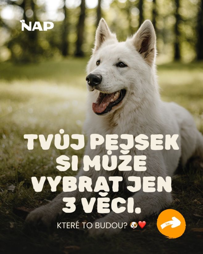 Které to budou? 🐶🥩🥎 #psiprotein #pes #energie #napfood