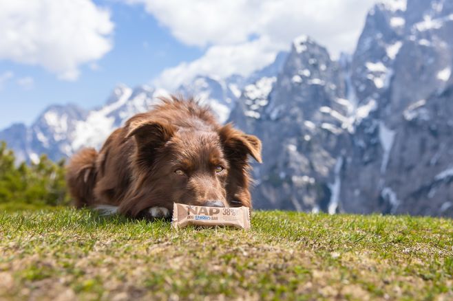 🐾 Příroda, pohyb a… protein! Seznamte se s NAP Dog Protein Bar – zdravou a chutnou tyčinku pro všechny čtyřnohé sportovce....