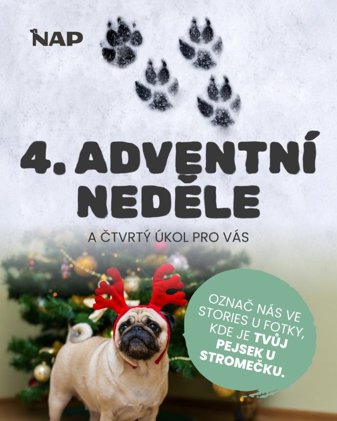 🎄🐶 Máte doma vánoční stromeček? Sem s fotkou vašeho pejska u něj. A pokud ještě nestojí, klidně hoďte jakoukoliv vánočně...