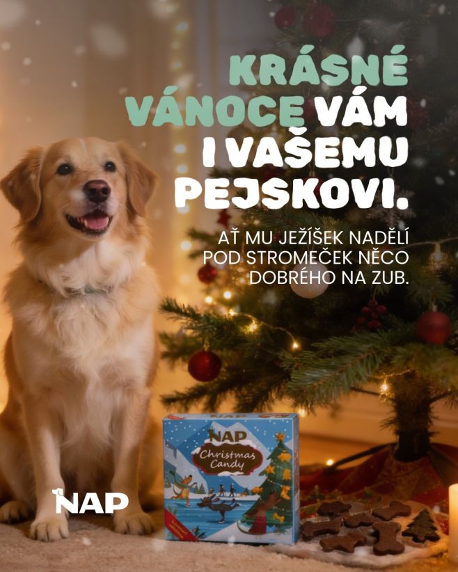Hezkého Ježíška🎄🎁 #psiprotein #vanoce #pes #darek